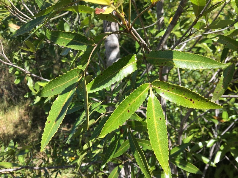 Pterophylla lucens photo 5