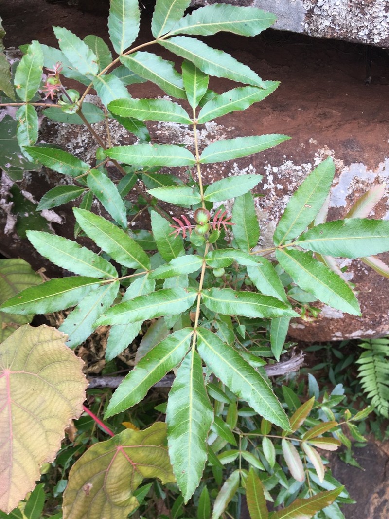 Pterophylla lucens photo 8