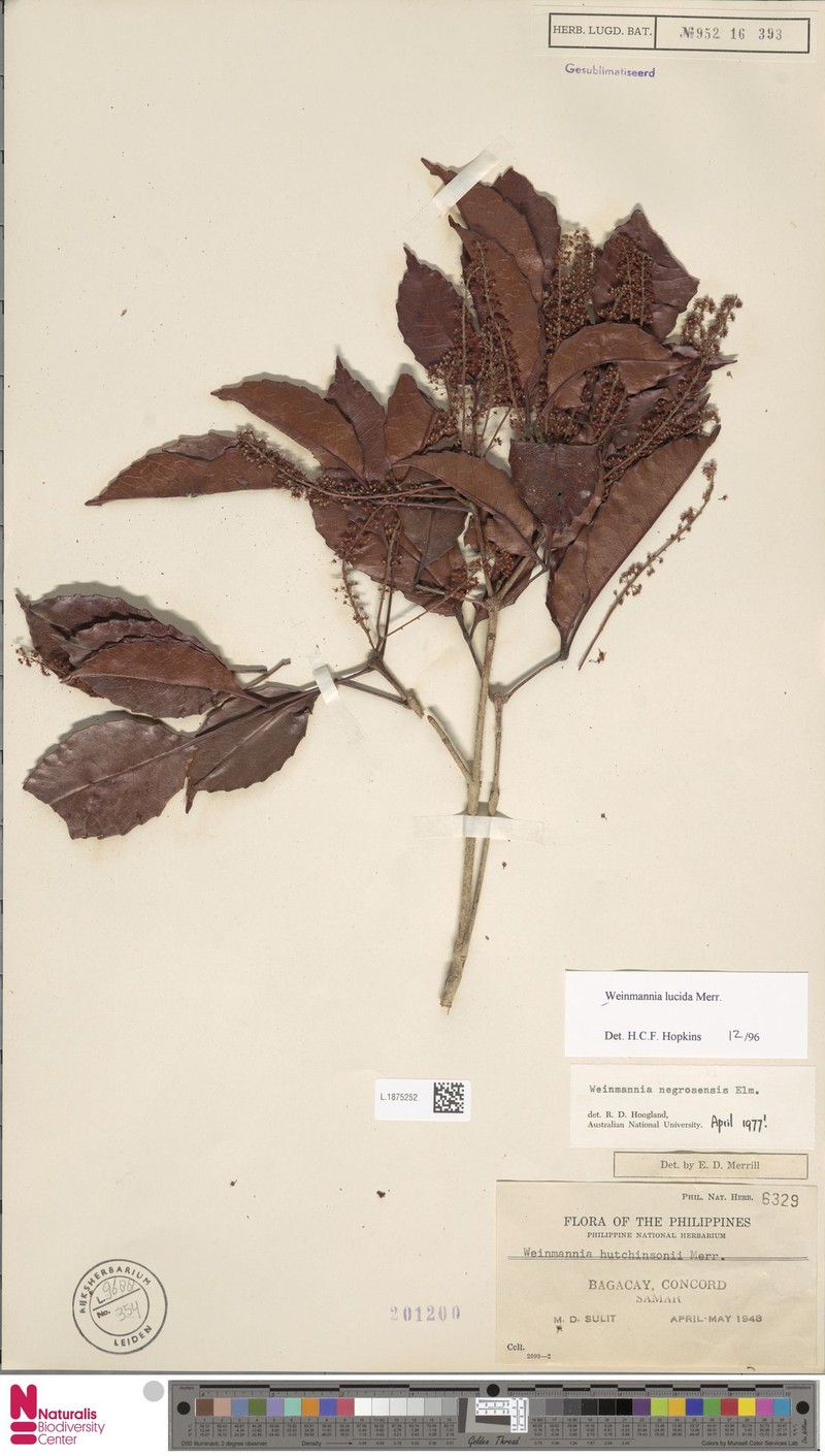 Pterophylla lucida