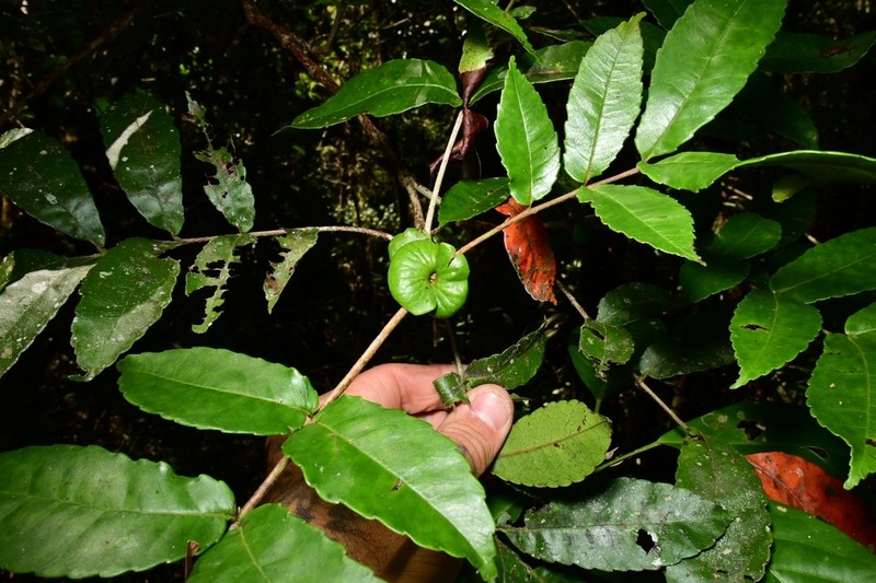 Pterophylla luzoniensis