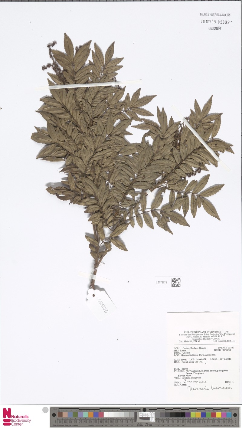 Pterophylla luzoniensis photo 2