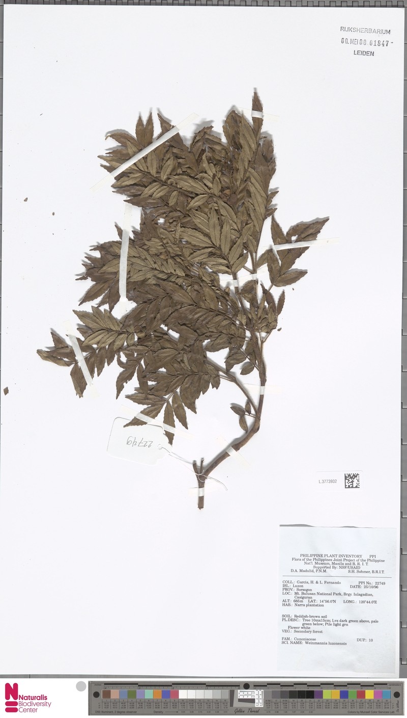 Pterophylla luzoniensis photo 4