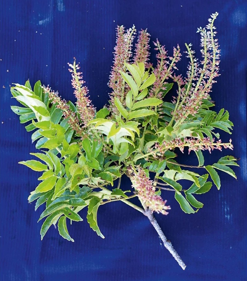 Pterophylla macgillivrayi