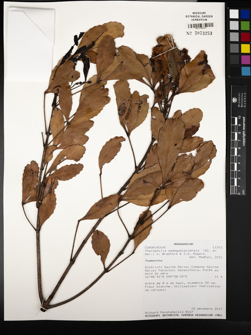 Pterophylla madagascariensis