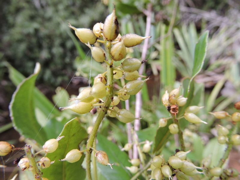 Pterophylla madagascariensis photo 2