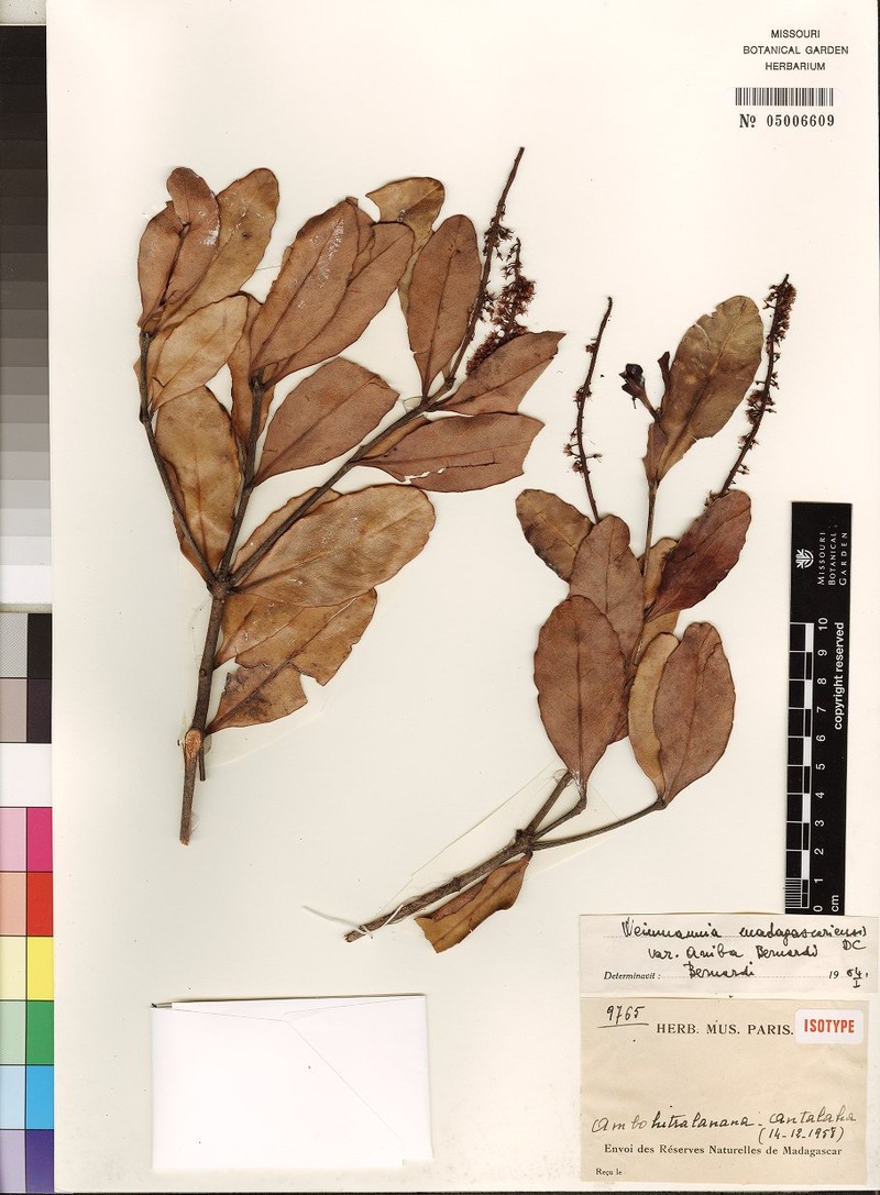 Pterophylla madagascariensis var. aniba