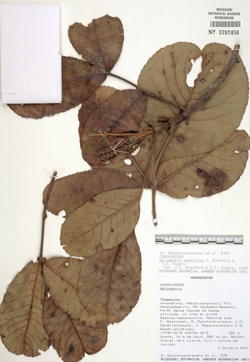 Pterophylla magnifica