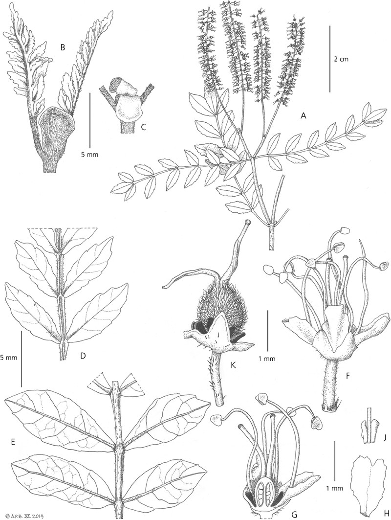 Pterophylla makiniae