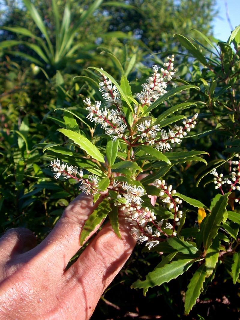 Pterophylla marquesana