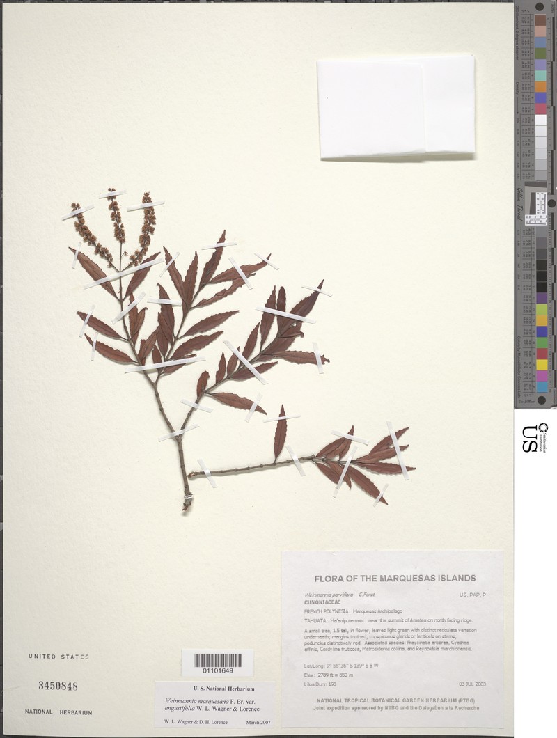 Pterophylla marquesana var. angustifolia