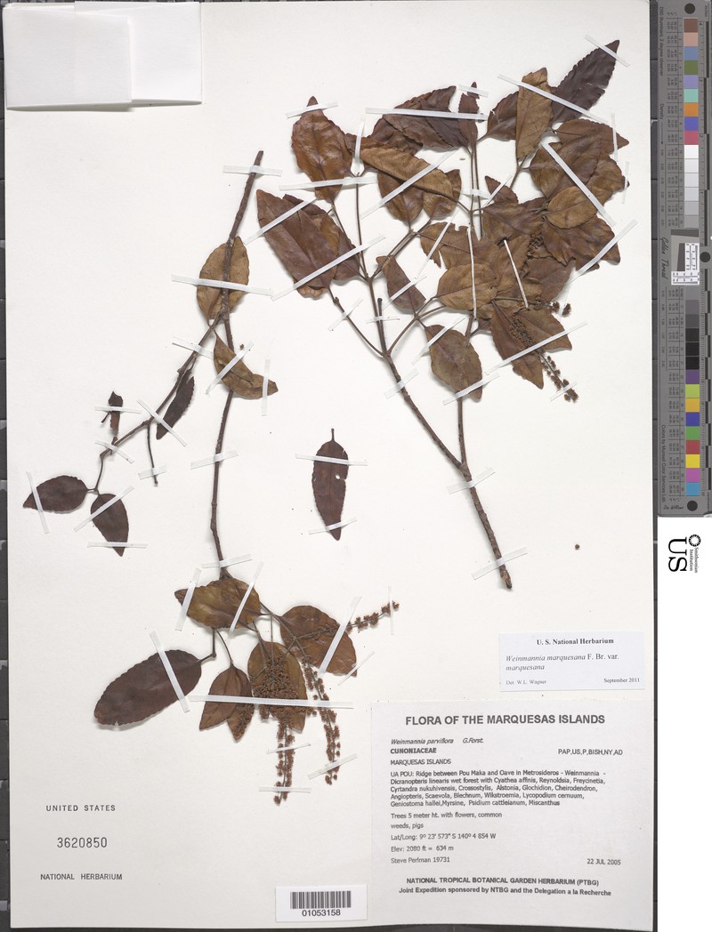 Pterophylla marquesana var. marquesana
