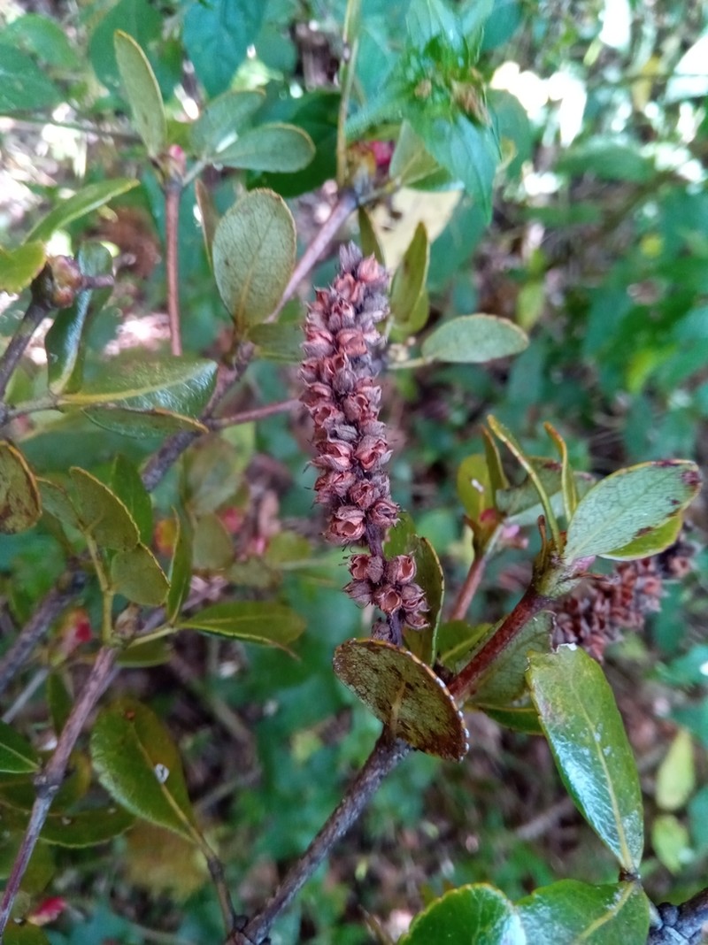 Pterophylla minutiflora photo 2