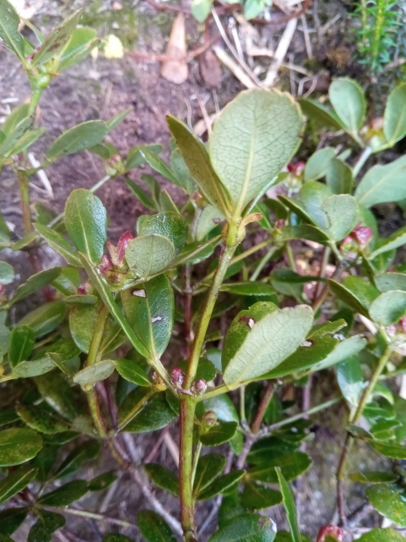Pterophylla minutiflora photo 3