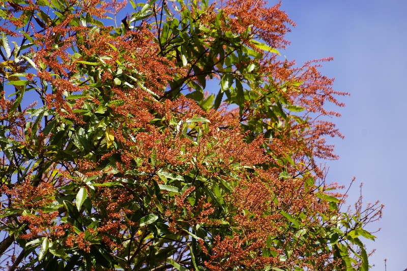 Pterophylla parviflora photo 2