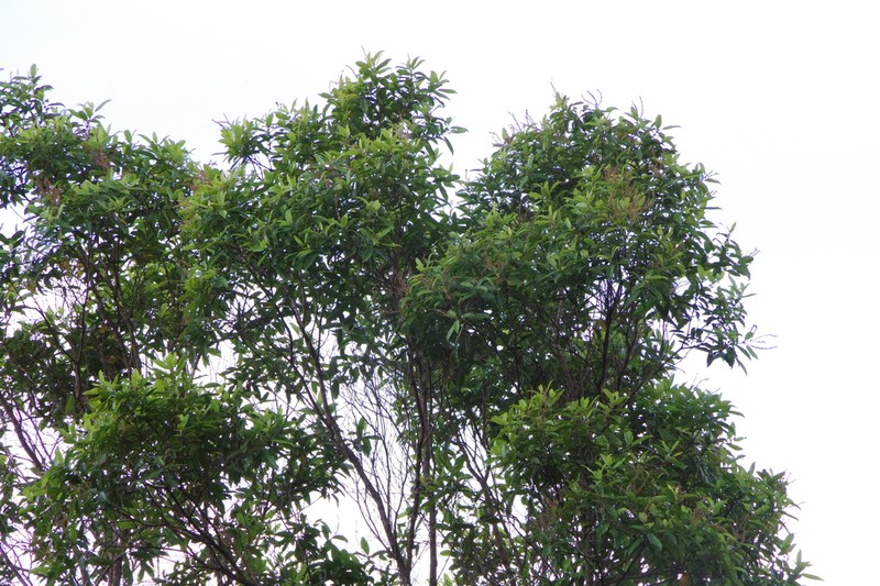 Pterophylla parviflora photo 3