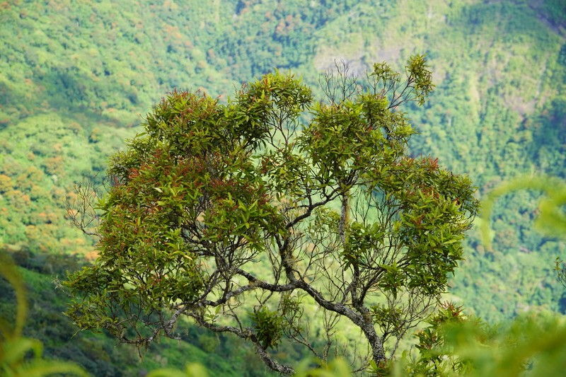 Pterophylla parviflora photo 4