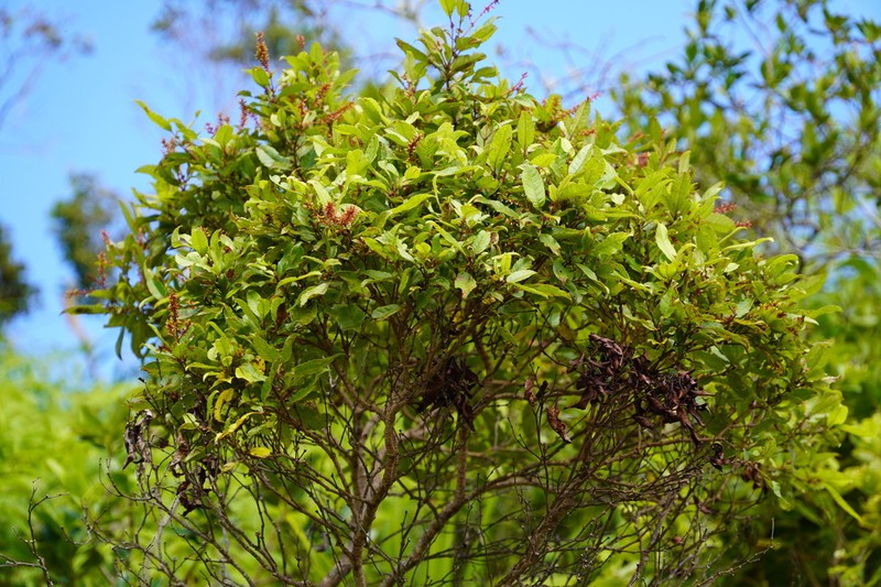 Pterophylla parviflora photo 5