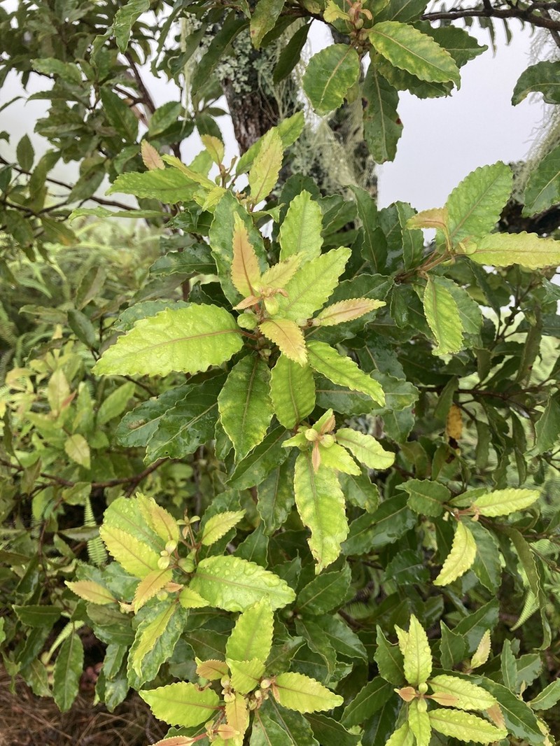 Pterophylla parviflora photo 6