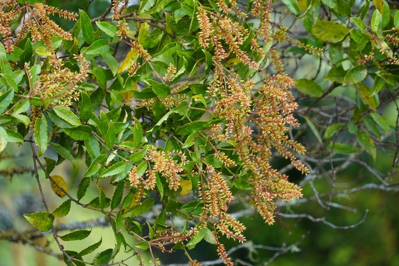 Pterophylla parviflora photo 7
