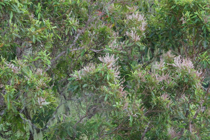 Pterophylla parviflora photo 8