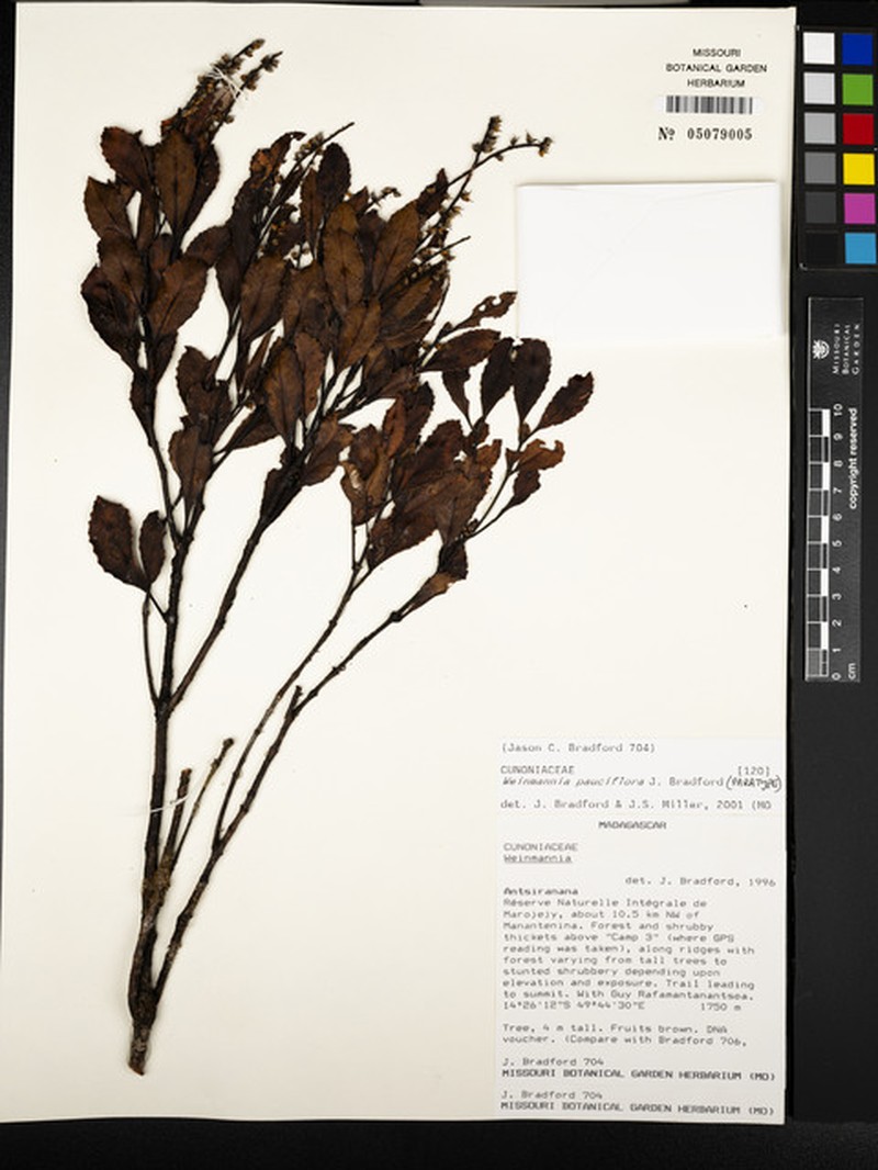 Pterophylla pauciflora photo 3
