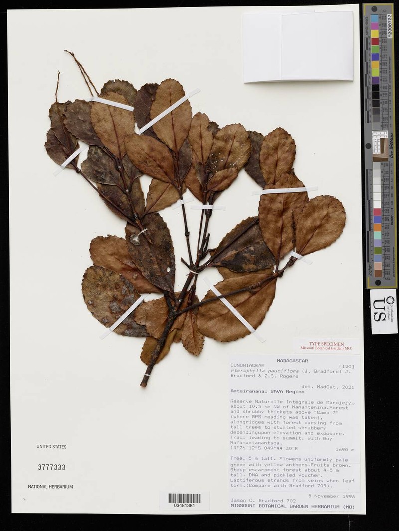 Pterophylla pauciflora photo 4