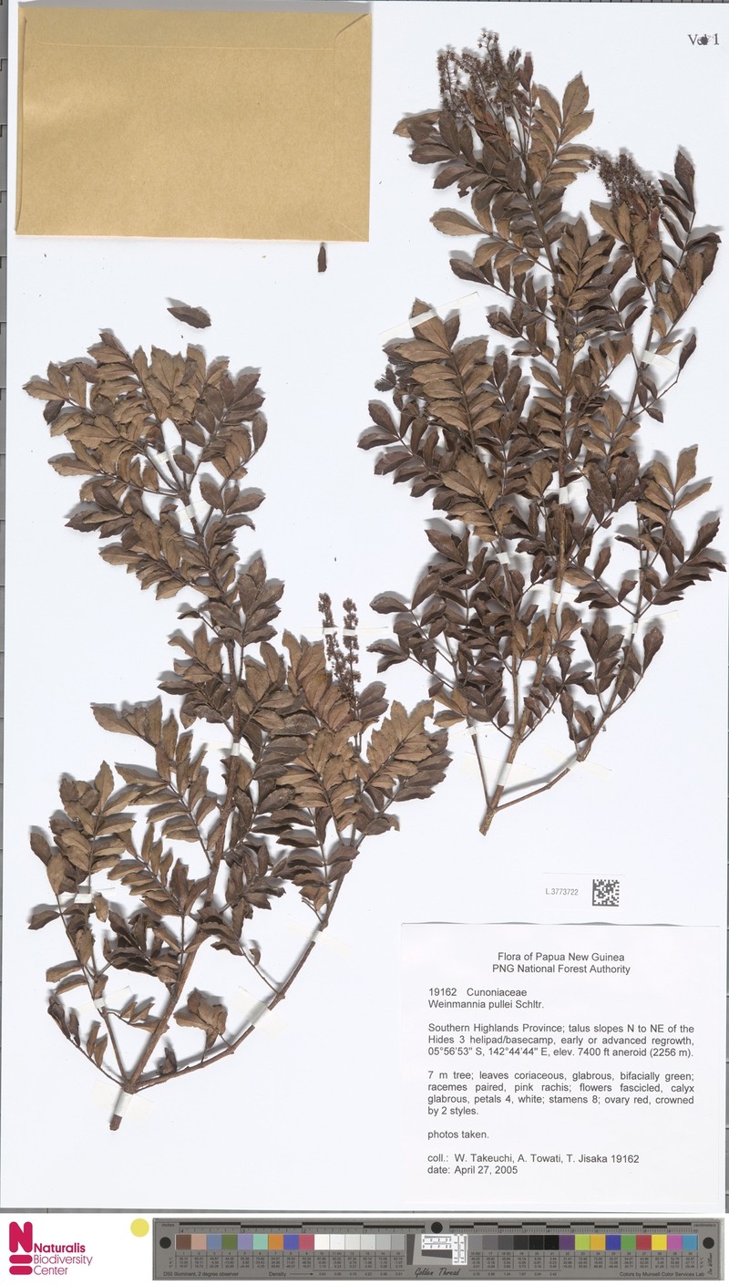 Pterophylla pullei