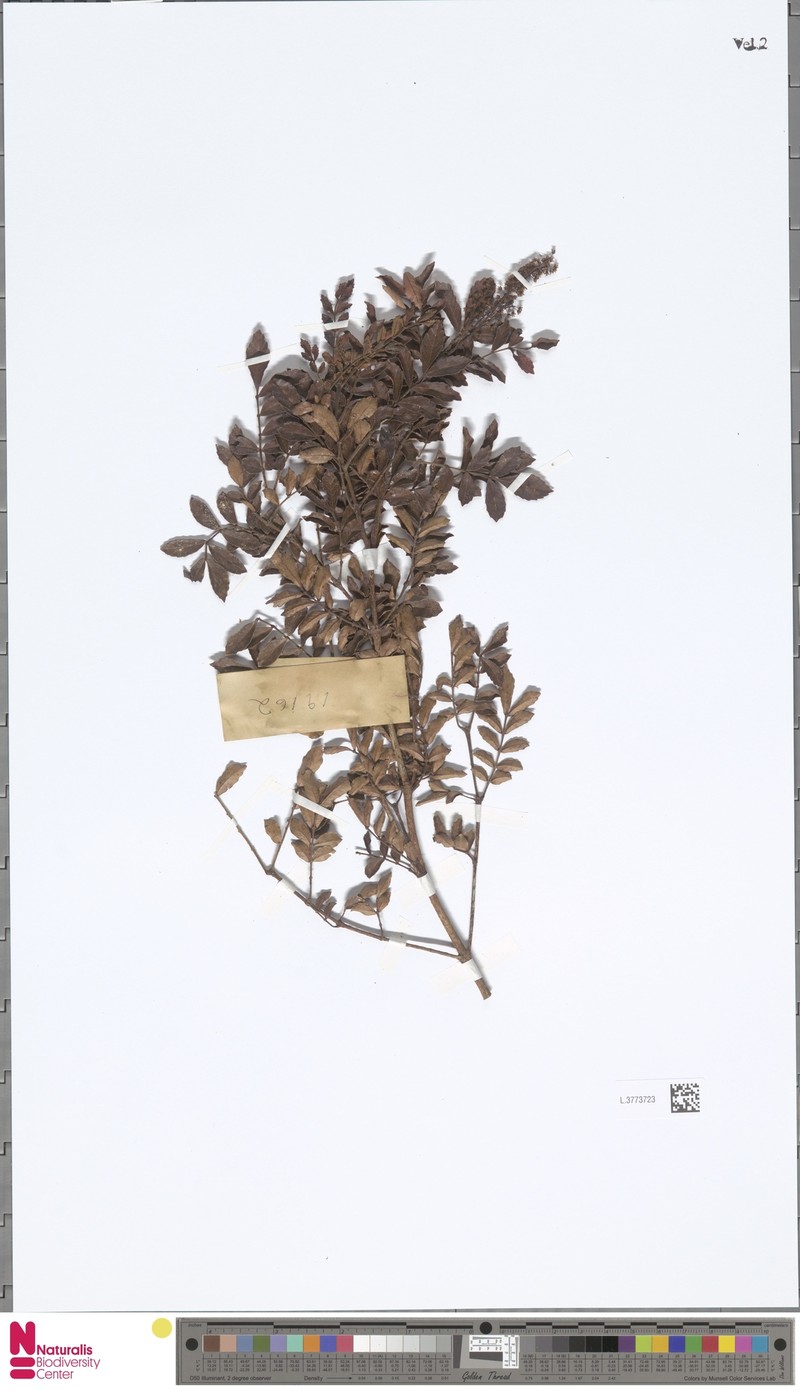 Pterophylla pullei photo 2