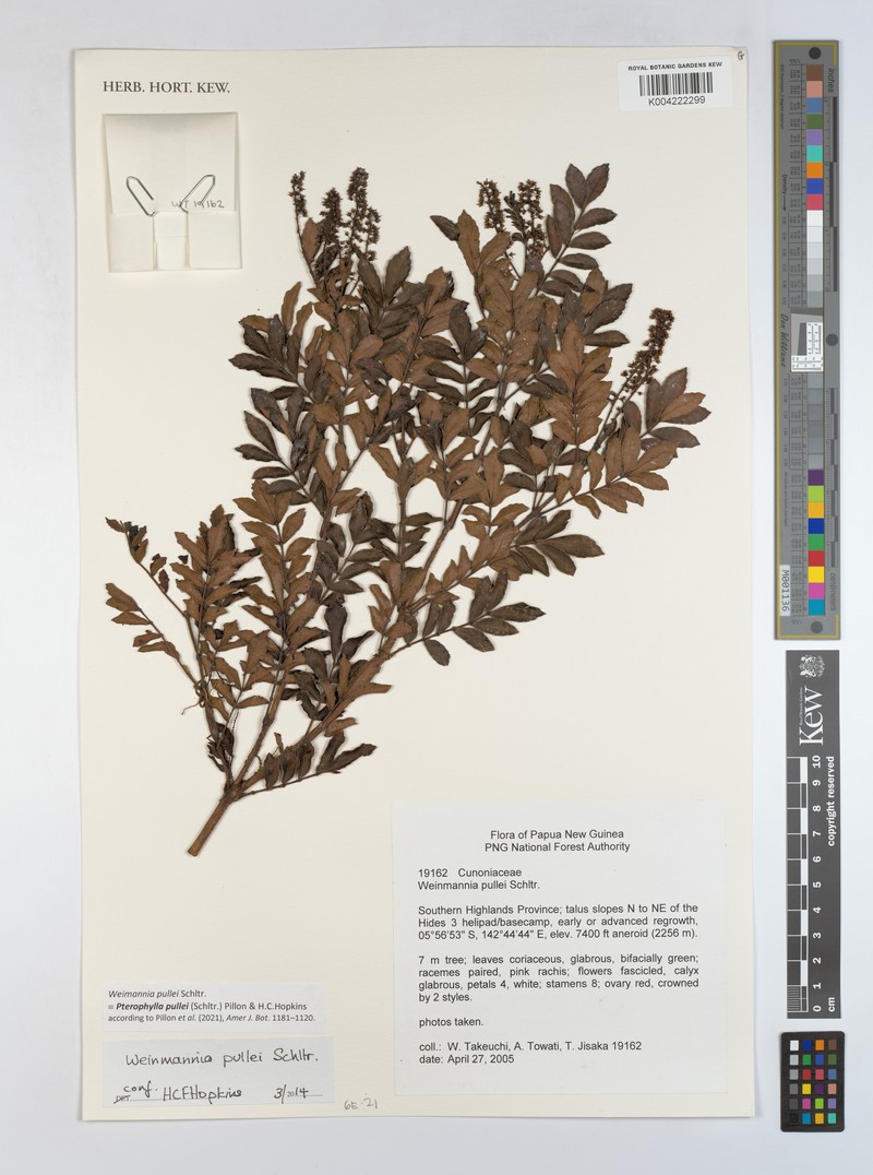 Pterophylla pullei photo 4