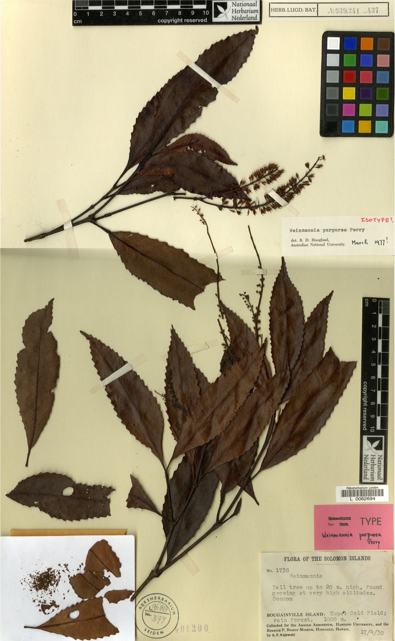 Pterophylla purpurea