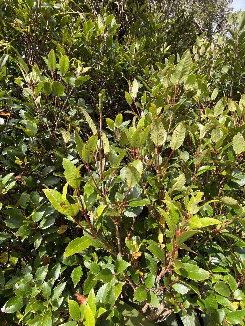 Pterophylla racemosa