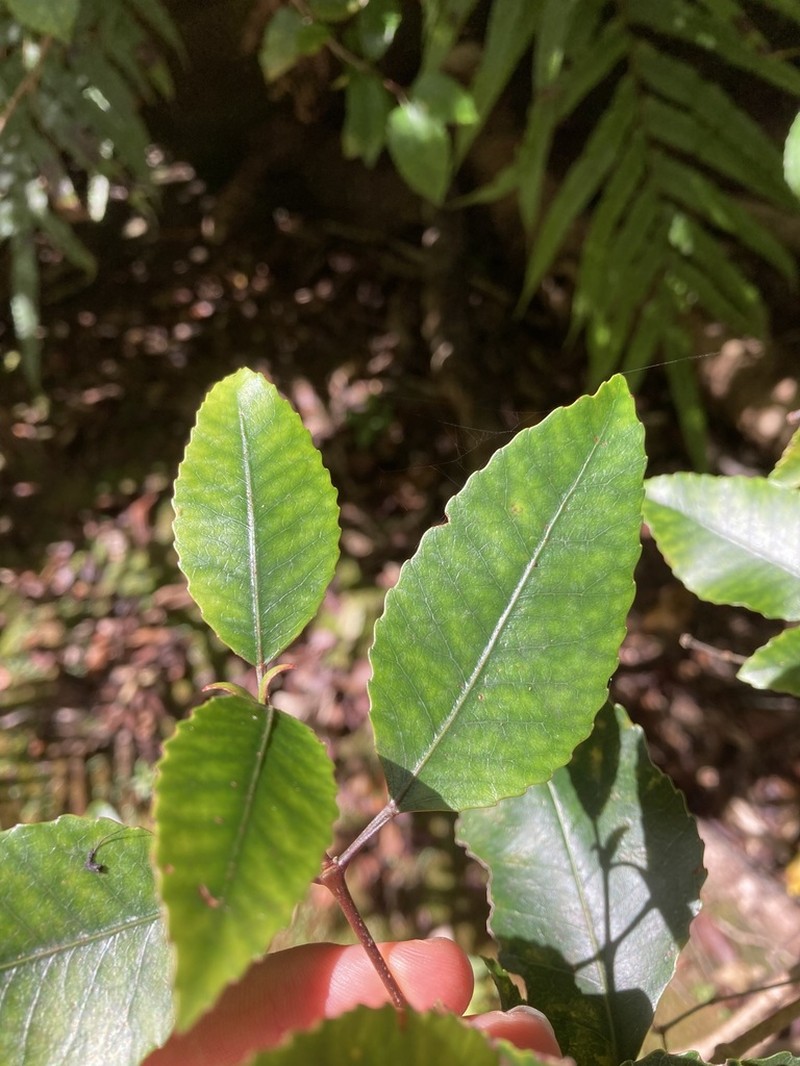 Pterophylla racemosa photo 3