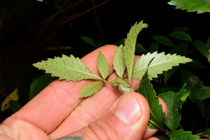 Pterophylla racemosa photo 8