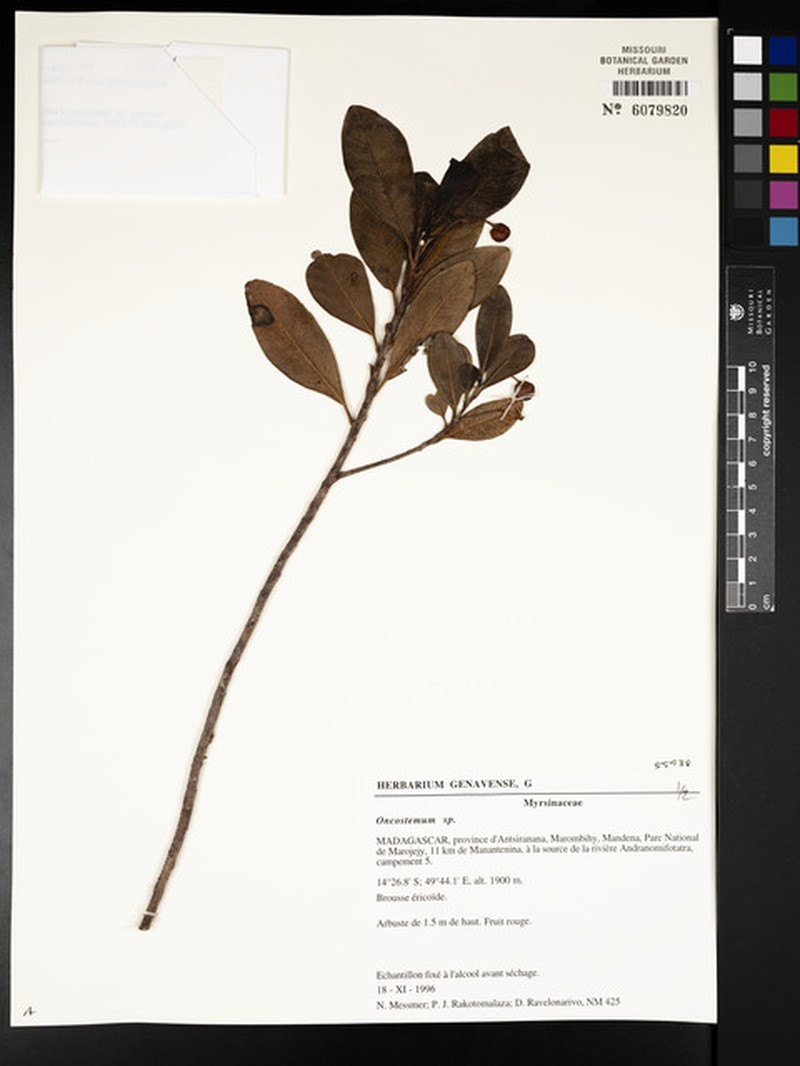 Pterophylla rakotomalazana photo 3