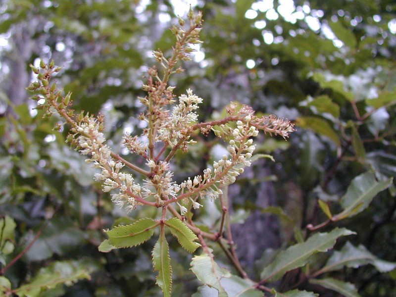 Pterophylla rapensis photo 2