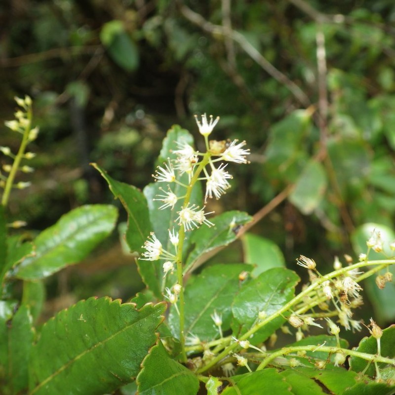 Pterophylla rutenbergii photo 5