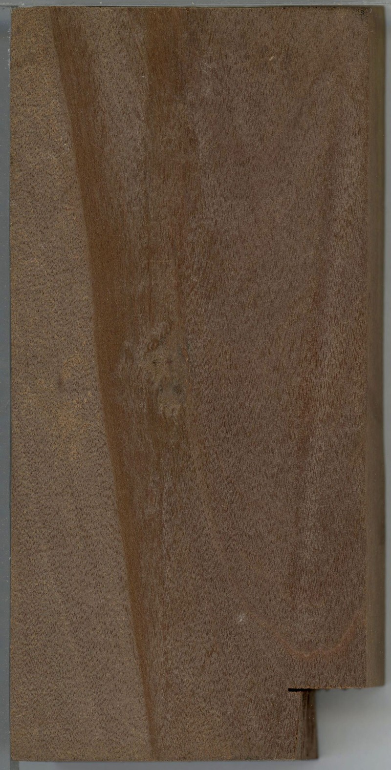 Pterophylla rutenbergii photo 6