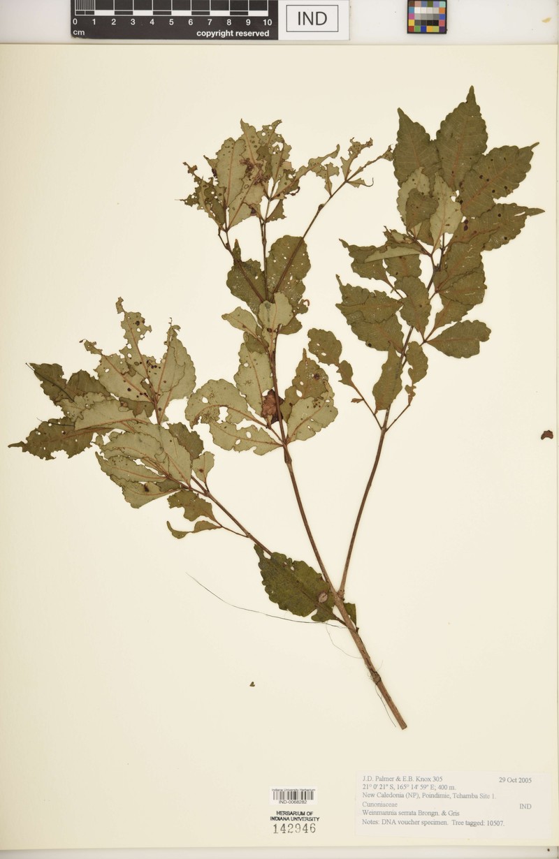 Pterophylla serrata
