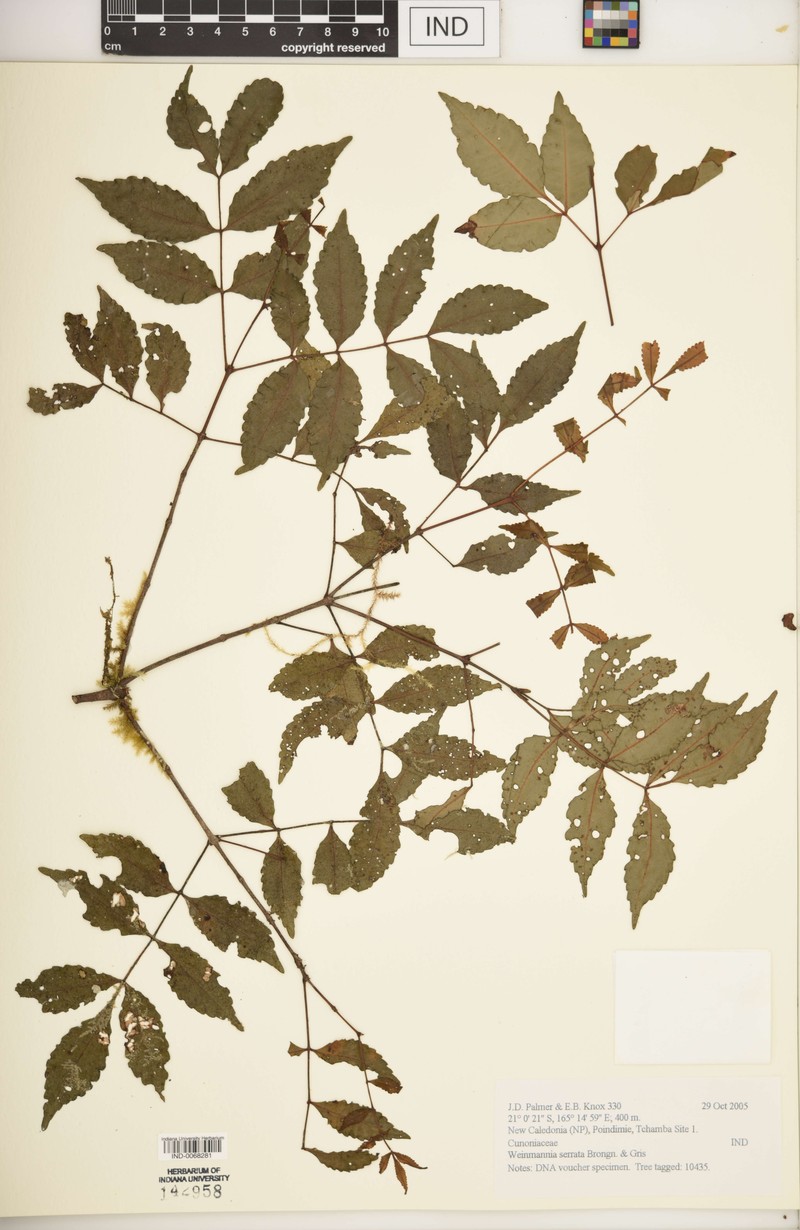 Pterophylla serrata photo 2