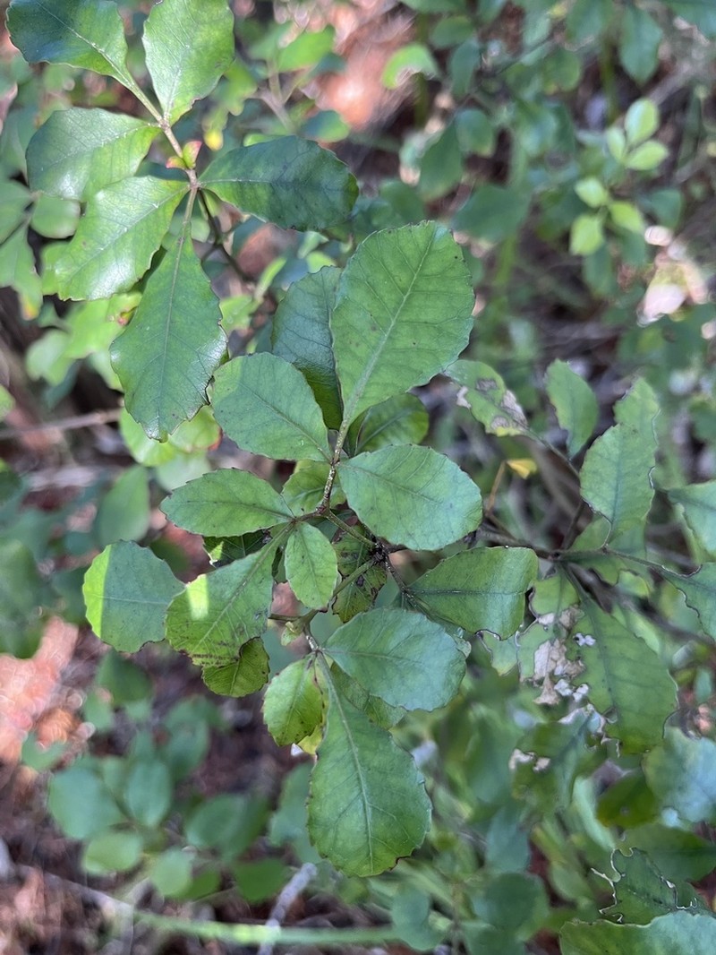 Pterophylla sylvicola