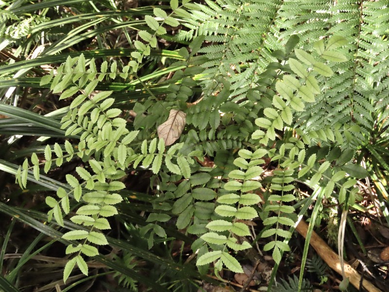 Pterophylla sylvicola photo 3