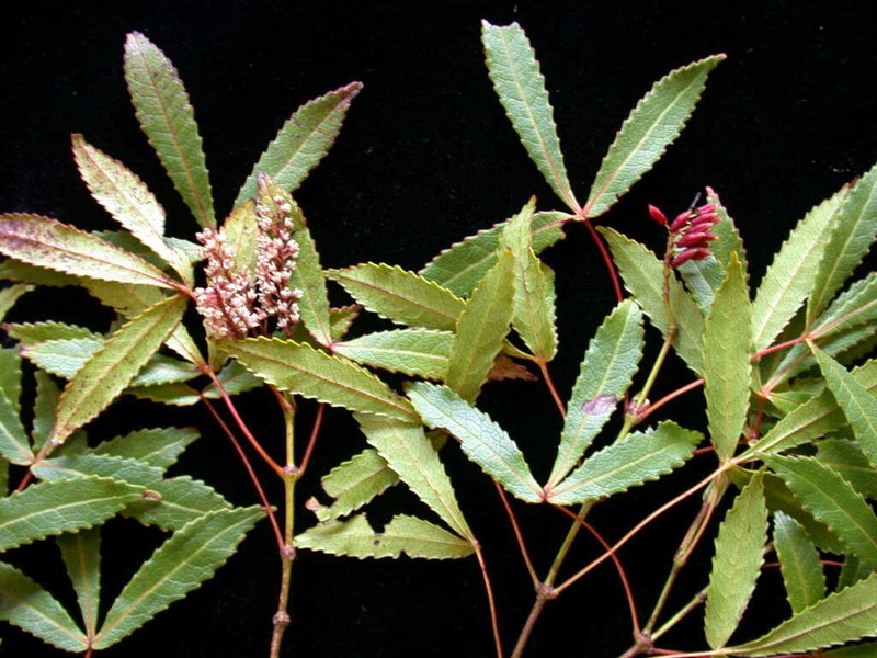 Pterophylla tremuloides
