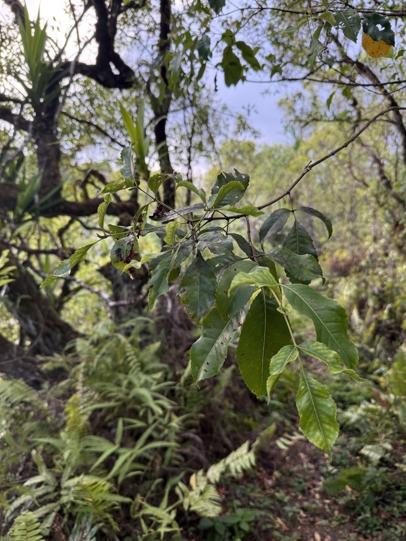 Pterophylla tremuloides photo 2