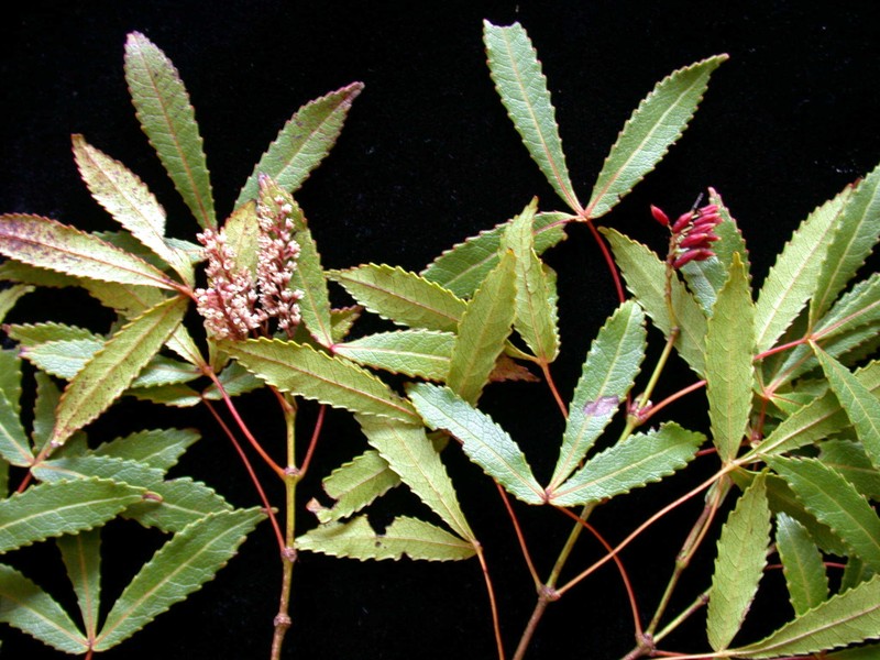 Pterophylla tremuloides photo 3
