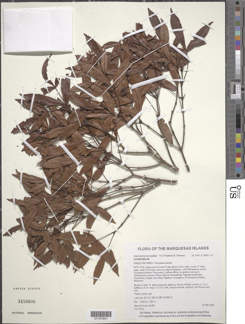 Pterophylla tremuloides photo 4