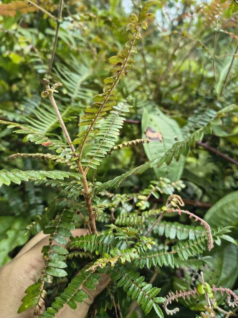 Pterophylla urdanetensis photo 3