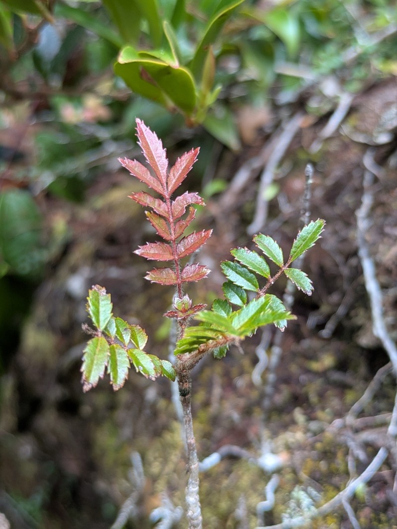 Pterophylla urdanetensis photo 4