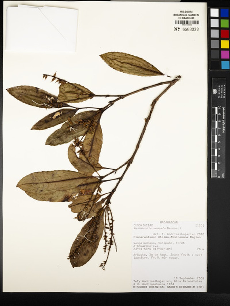 Pterophylla venusta