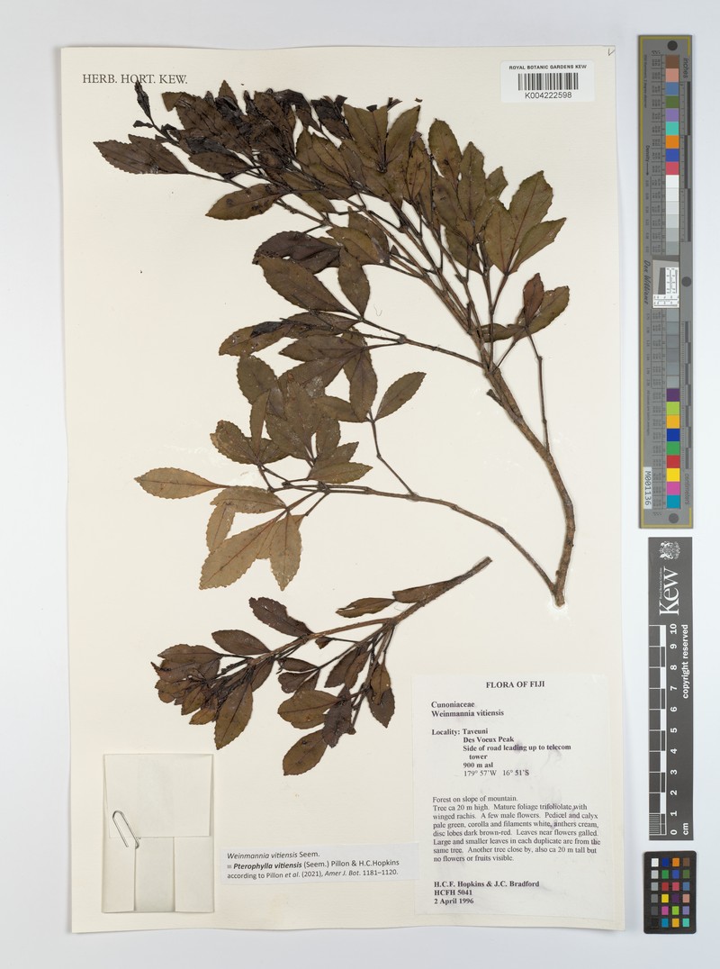 Pterophylla vitiensis