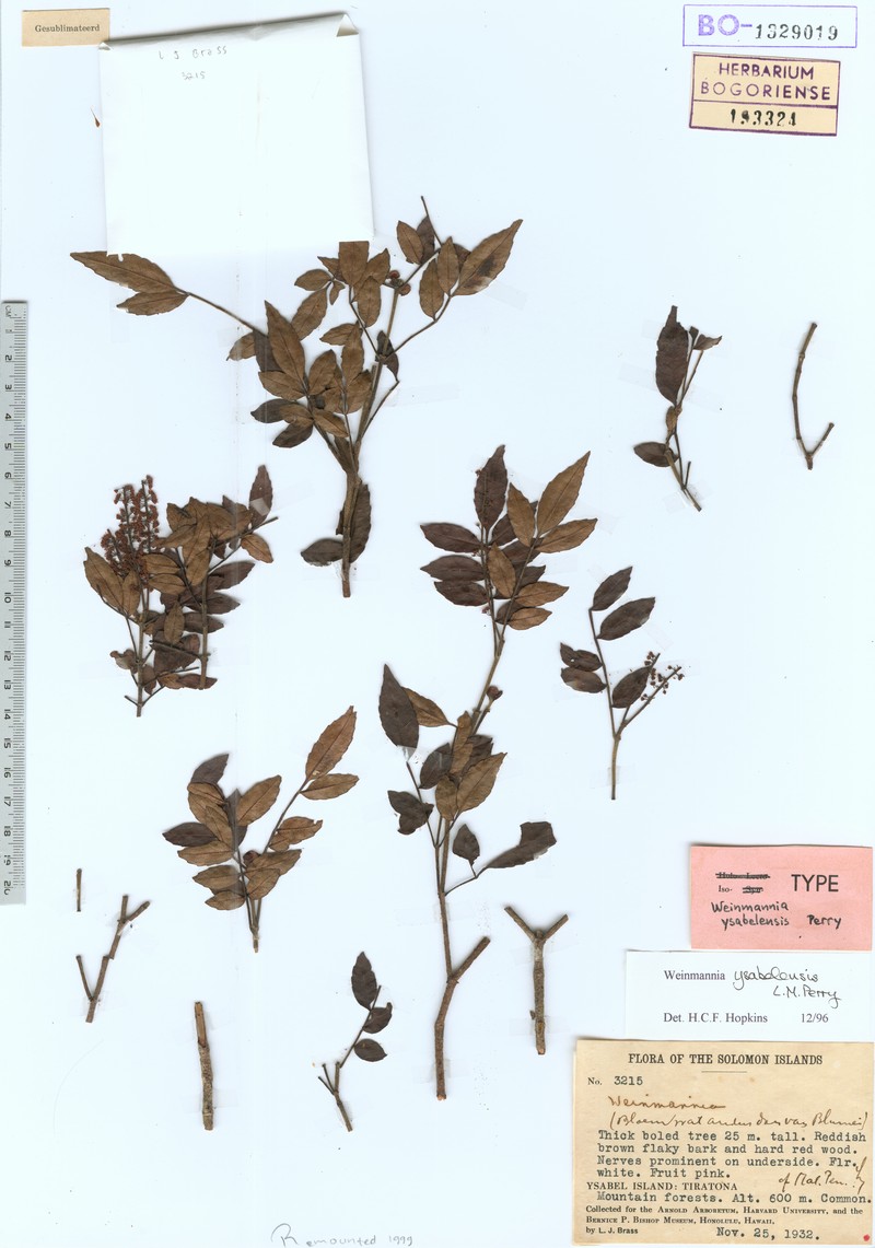 Pterophylla ysabelensis